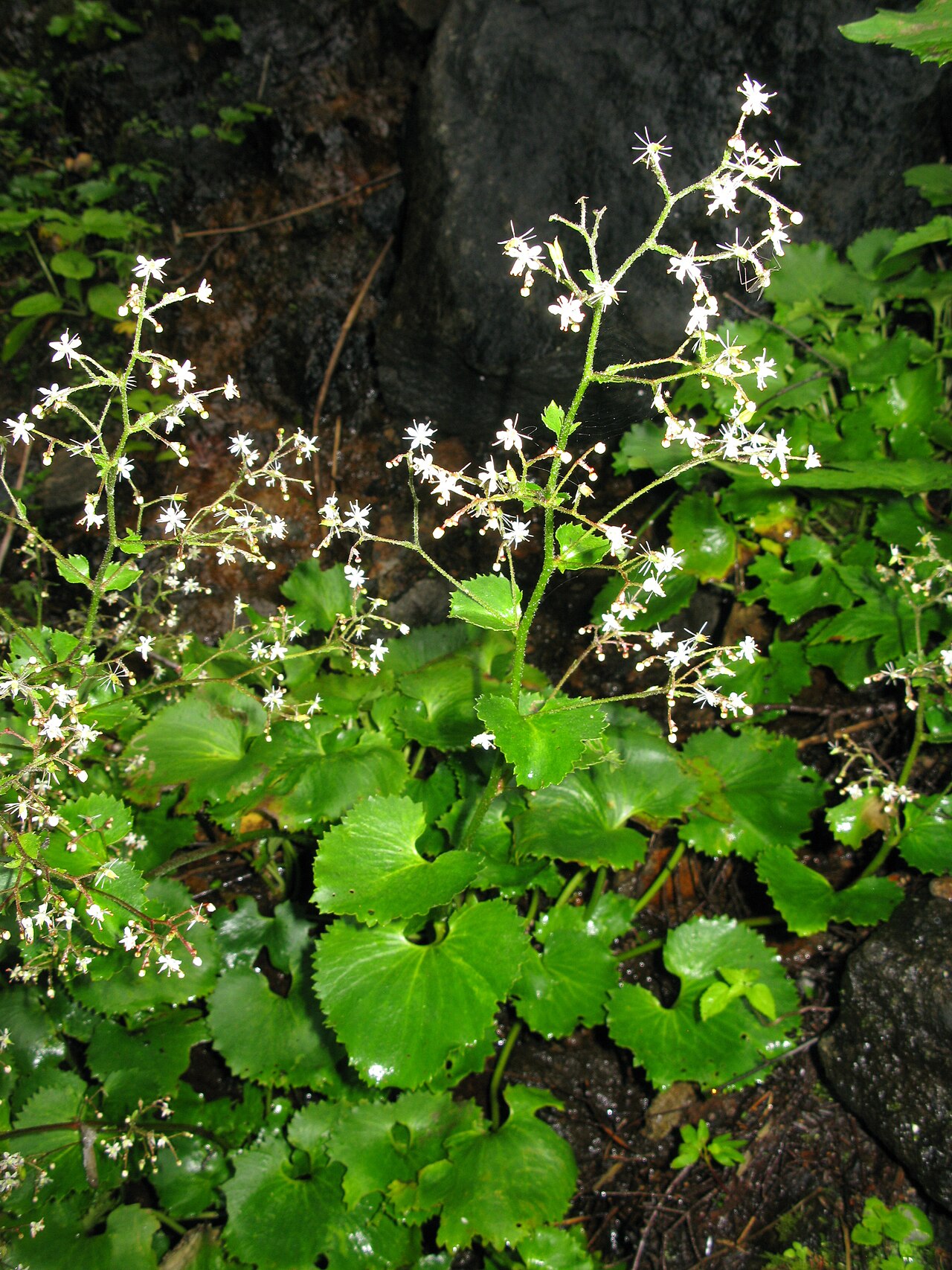 Micranthes japonica: Micranthes japonica , Mount Azuma, Fukushima pref., Japan