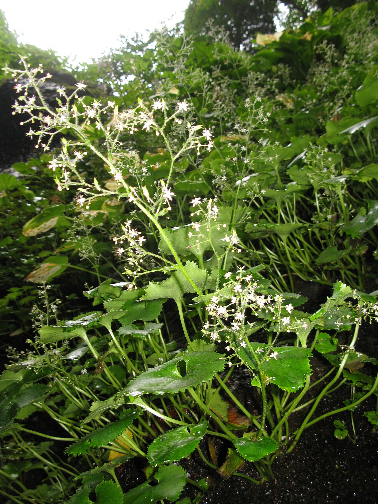 Micranthes japonica: Micranthes japonica , Mount Azuma, Fukushima pref., Japan