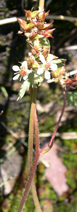 Redstem saxifrage: August 15, 2010