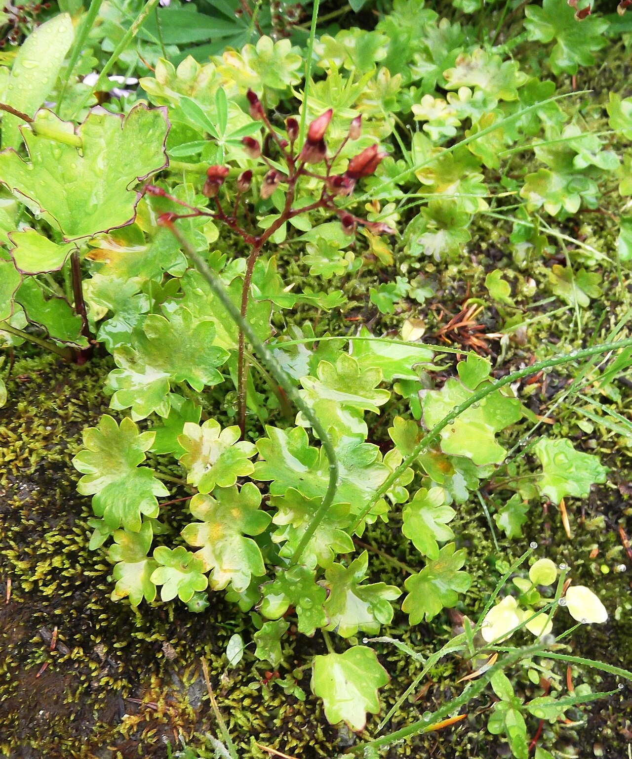 Redstem saxifrage: Saxifraga lyallii (redstem saxifrage) Naches Peak Loop Trail about 1700 meters (5600 feet elevation) William O. Douglas Wilderness 12q3 598