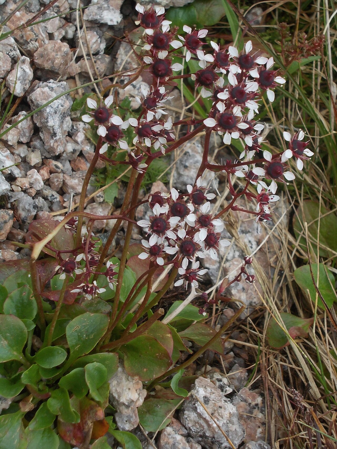 Micranthes melaleuca: Micranthes melaleuca