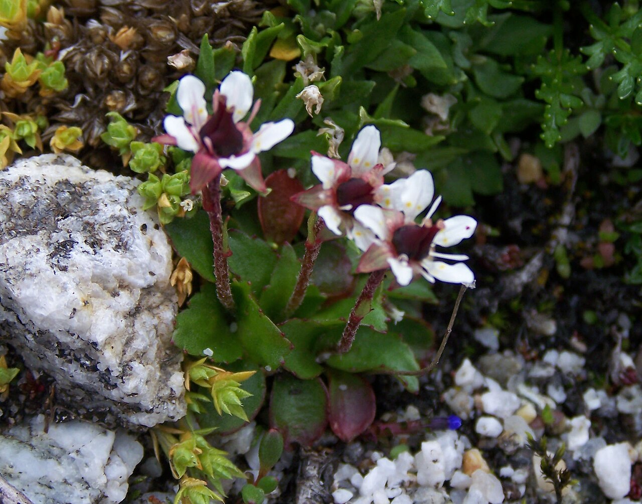 Micranthes melanocentra: Micranthes melanocentra. July, 5100 m, near Lhenjo La, Khumbu region, Nepal.