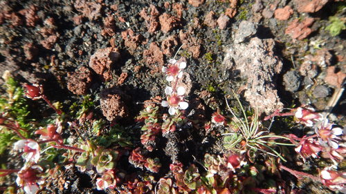 Micranthes merkii (Micranthes merkii)