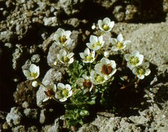 Micranthes merkii (Micranthes merkii)