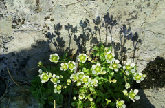 Micranthes merkii (Micranthes merkii)