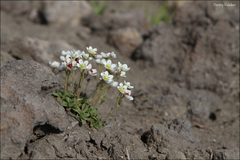 Micranthes merkii (Micranthes merkii)