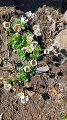 Micranthes merkii (Micranthes merkii)