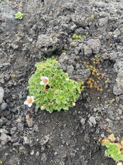 Micranthes merkii (Micranthes merkii)