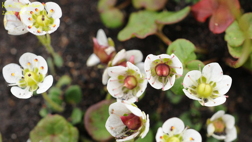 Micranthes merkii (Micranthes merkii)