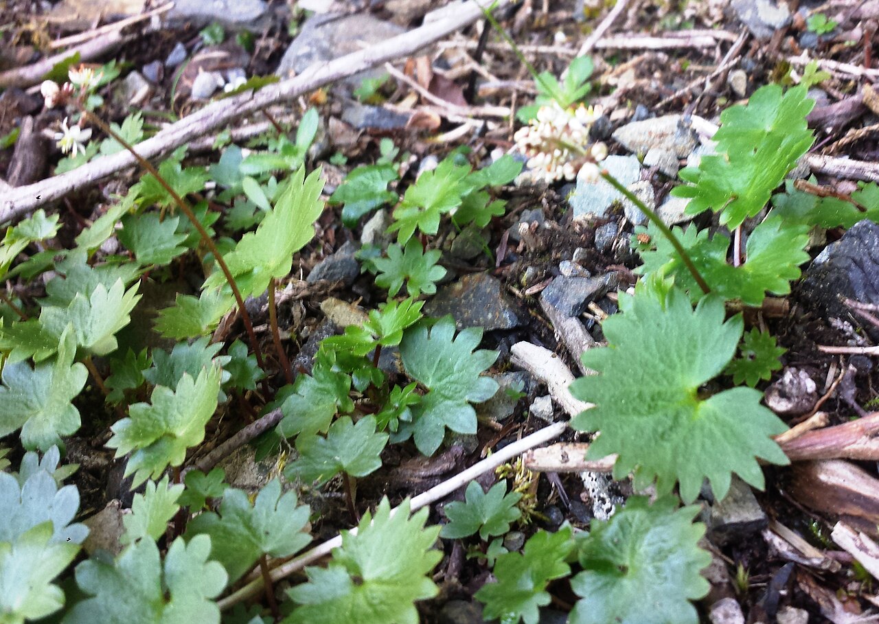 Wood saxifrage: Saxifraga mertensiana near Big Four Ice Cave IMG_20150606_133407