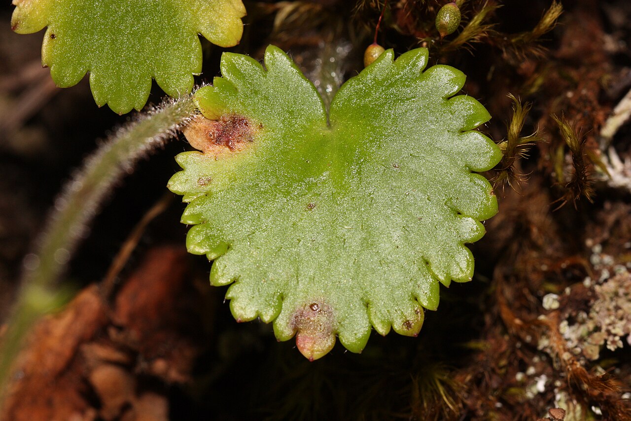 Wood saxifrage: Wood Saxifrage, Woodland Saxifrage, Merten's Saxifrage Viewpoint location: Rainie Falls Trail Rogue Wild and Scenic River Viewpoint elevation: 211 meter (692 ft