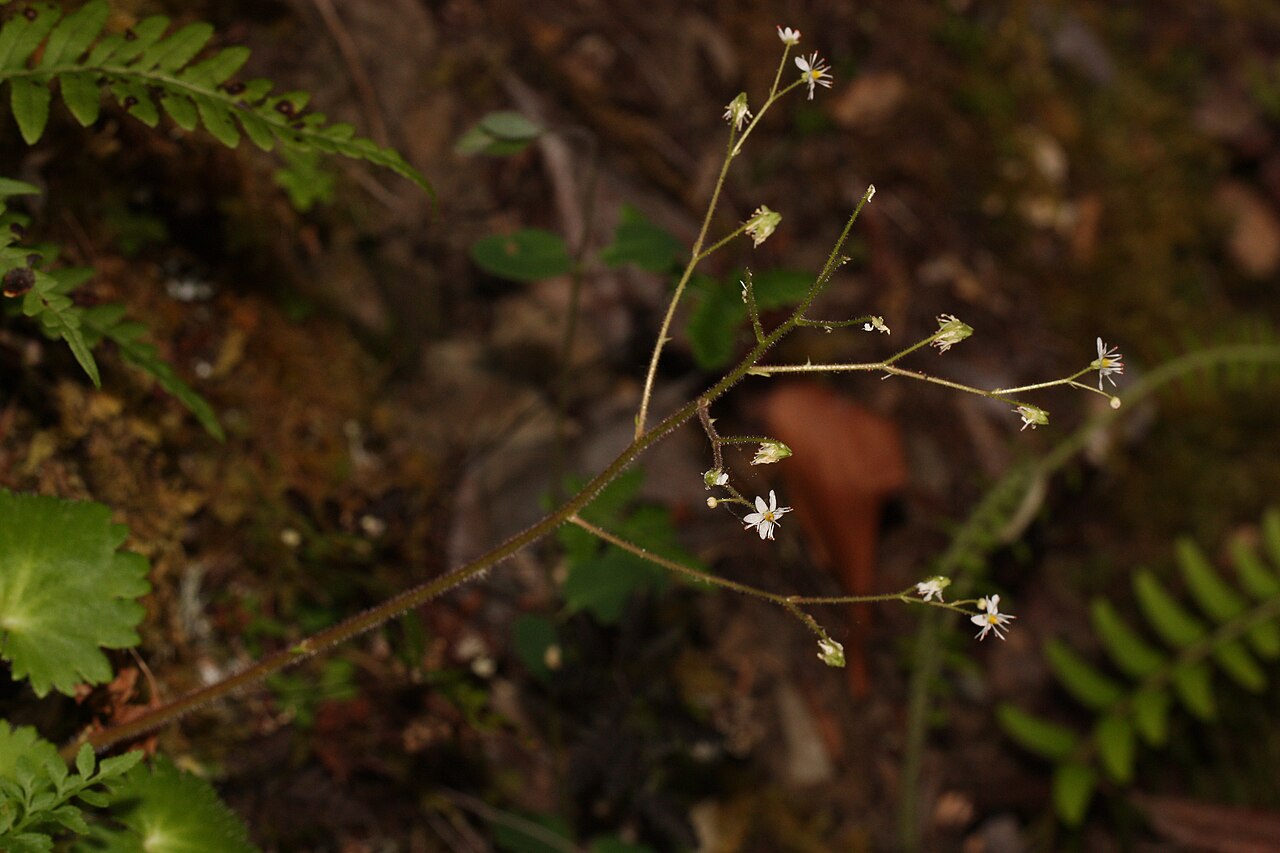 Wood saxifrage: Wood Saxifrage, Woodland Saxifrage, Merten's Saxifrage Viewpoint location: Rainie Falls Trail Rogue Wild and Scenic River Viewpoint elevation: 210 meter (688 ft
