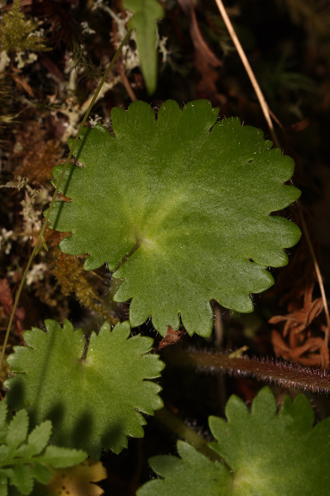 Wood saxifrage: Wood Saxifrage, Woodland Saxifrage, Merten's Saxifrage Viewpoint location: Rainie Falls Trail Rogue Wild and Scenic River Viewpoint elevation: 211 meter (692 ft