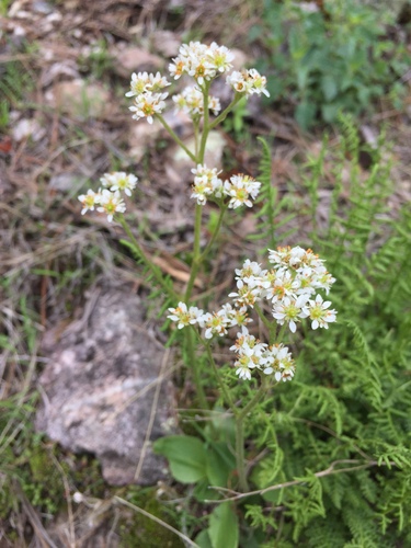 Micranthes mexicana (Micranthes mexicana)