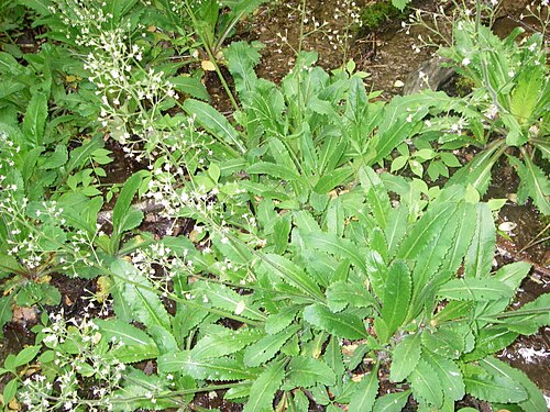 Lettuceleaf saxifrage: I personally took this pict in the GSMNP. Halpaugh ( talk ) 14:47, 12 May 2011