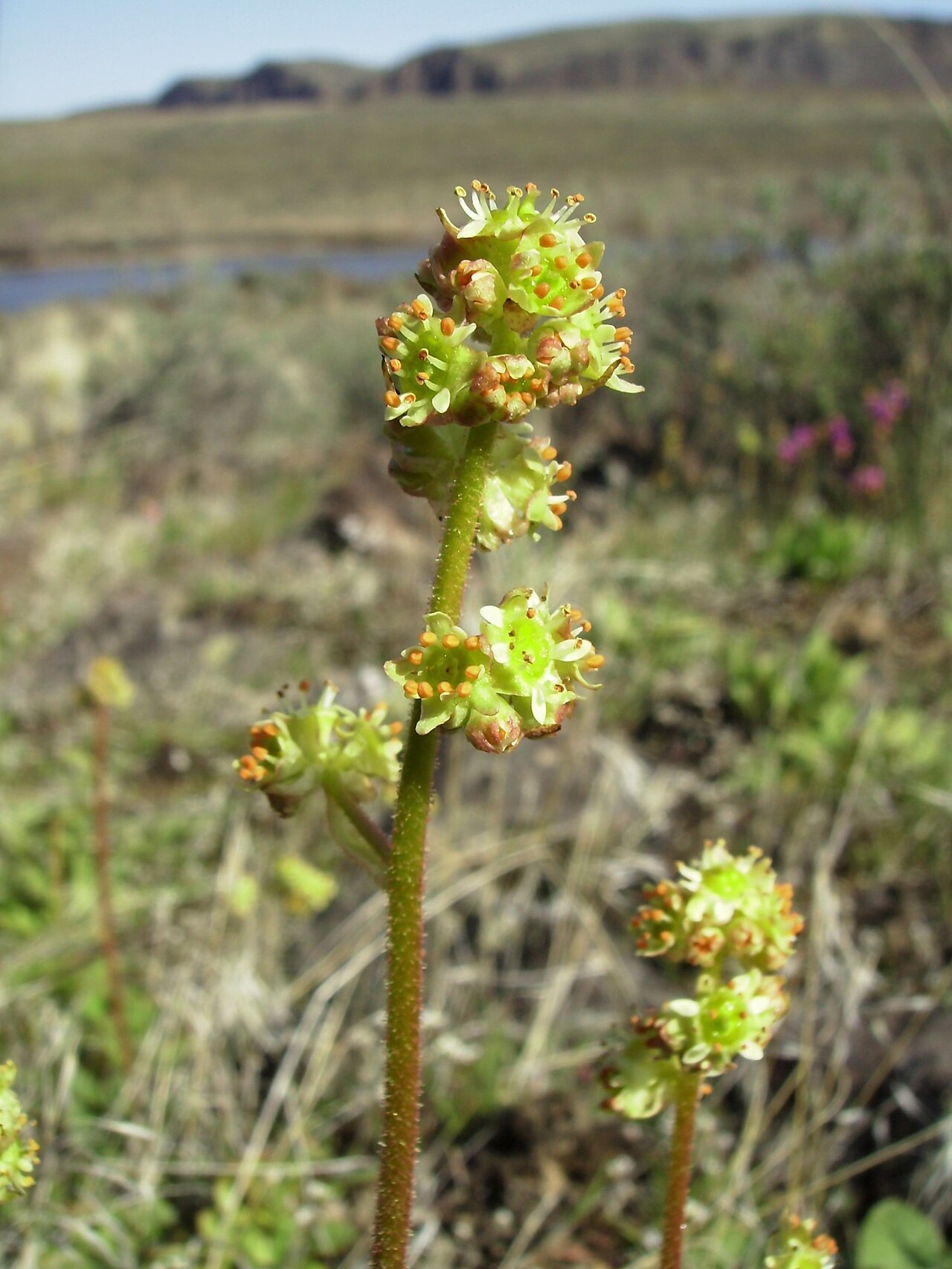 Peak saxifrage: Micranthes nidifica at Colockum Wildlife Area, Chelan County Washington