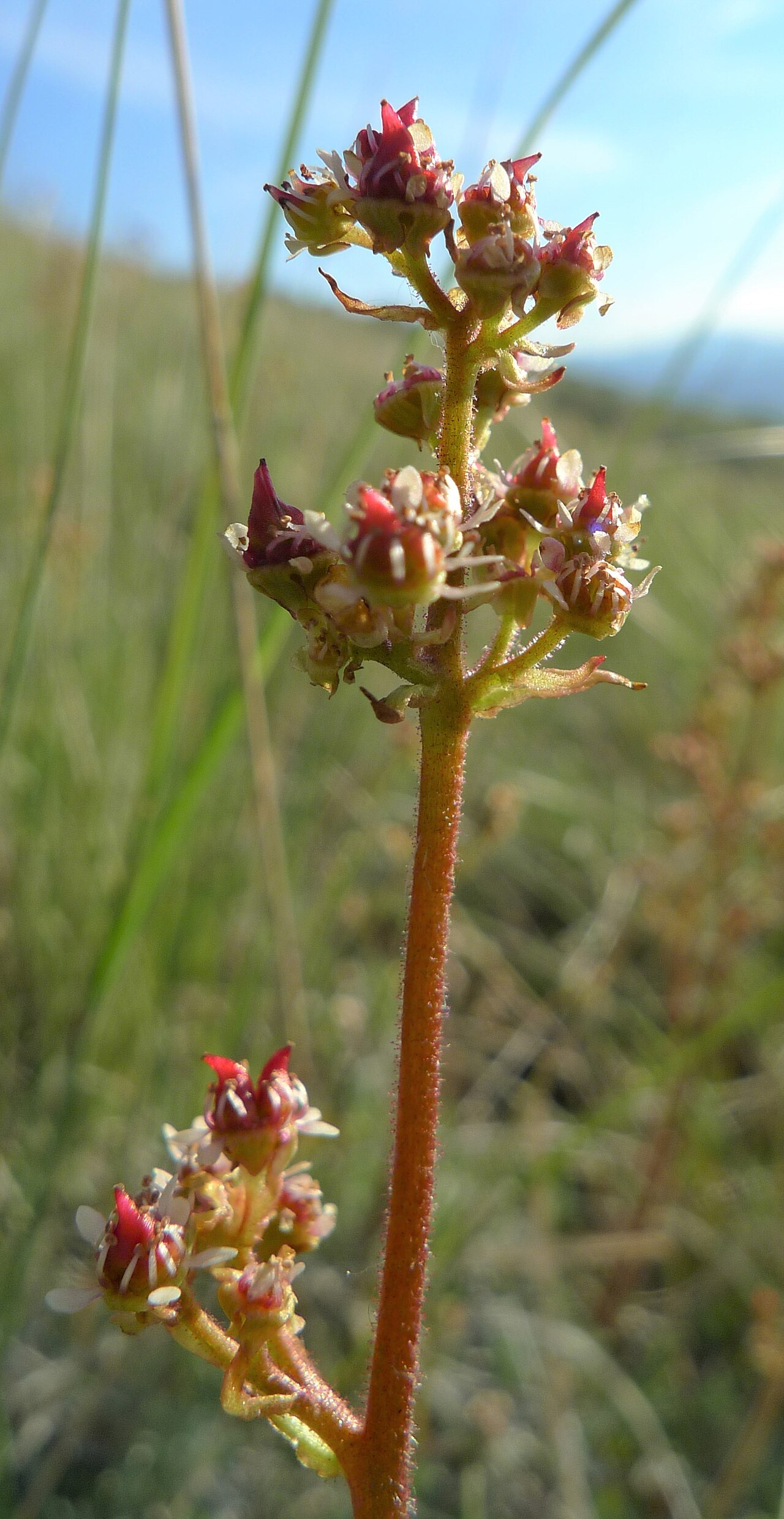 Peak saxifrage: Micranthes nidifica on Badger Mountain, Douglas County Washington