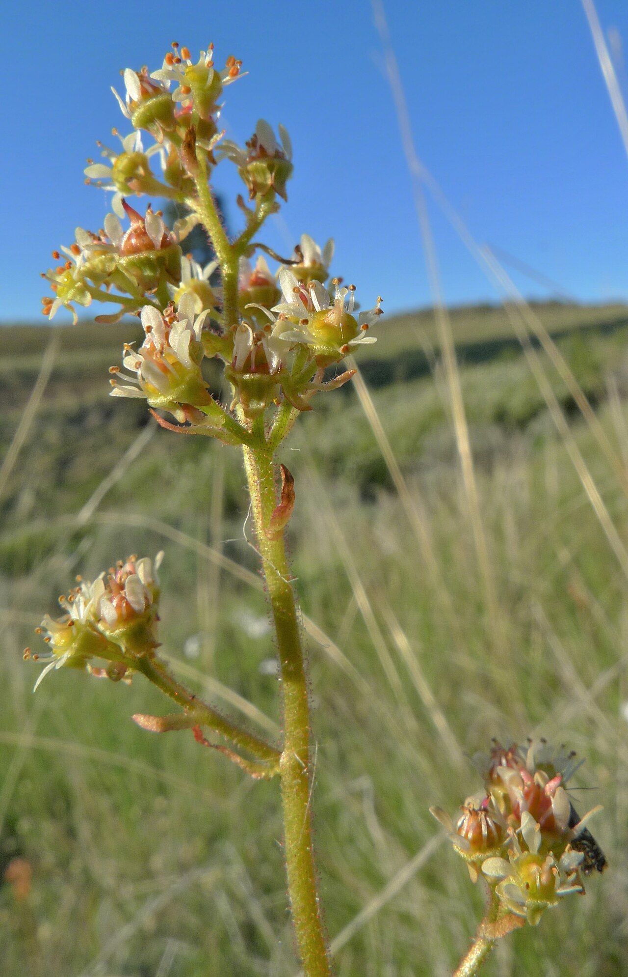 Peak saxifrage: Micranthes nidifica on Badger Mountain, Douglas County Washington