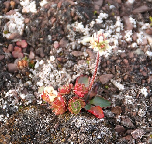 Micranthes nivalis: Saxifrage flowers observed at island of Spitsbergen, Svalbard (Norway). August,, 2012.