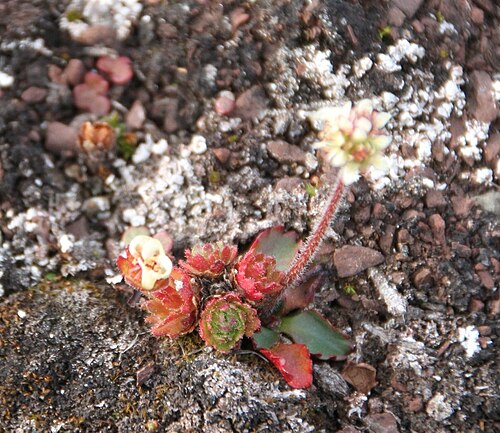 Micranthes nivalis: Saxifrage flower observed at island of Spitsbergen, Svalbard (Norway). August,, 2012.