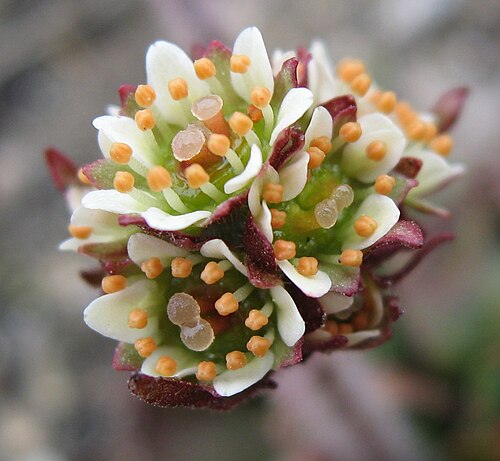 Micranthes nivalis: Alpine saxifrage ( Saxifraga nivalis ) flower photographed in Upernavik, Greenland.