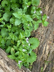Micranthes odontoloma (Micranthes odontoloma)