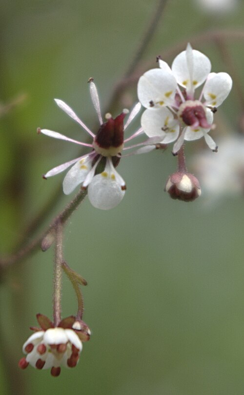 Micranthes odontoloma: Brook saxifrage or streamside saxifrage, Saxifraga odontoloma , Santa Fe Ski Basin, Santa Fe National Forest, New Mexico. This picture shows an opening flower, 