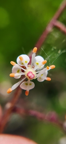 Micranthes odontoloma (Micranthes odontoloma)