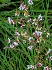 Micranthes odontoloma (Micranthes odontoloma)