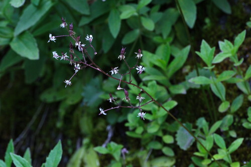 Micranthes odontoloma (Micranthes odontoloma)