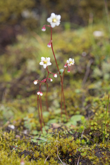 Micranthes pallida (Micranthes pallida)