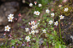 Micranthes pallida (Micranthes pallida)