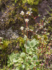 Micranthes pallida (Micranthes pallida)