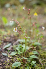 Micranthes pallida (Micranthes pallida)