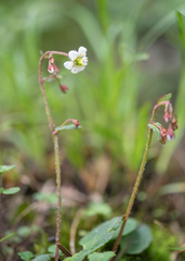 Micranthes pallida (Micranthes pallida)