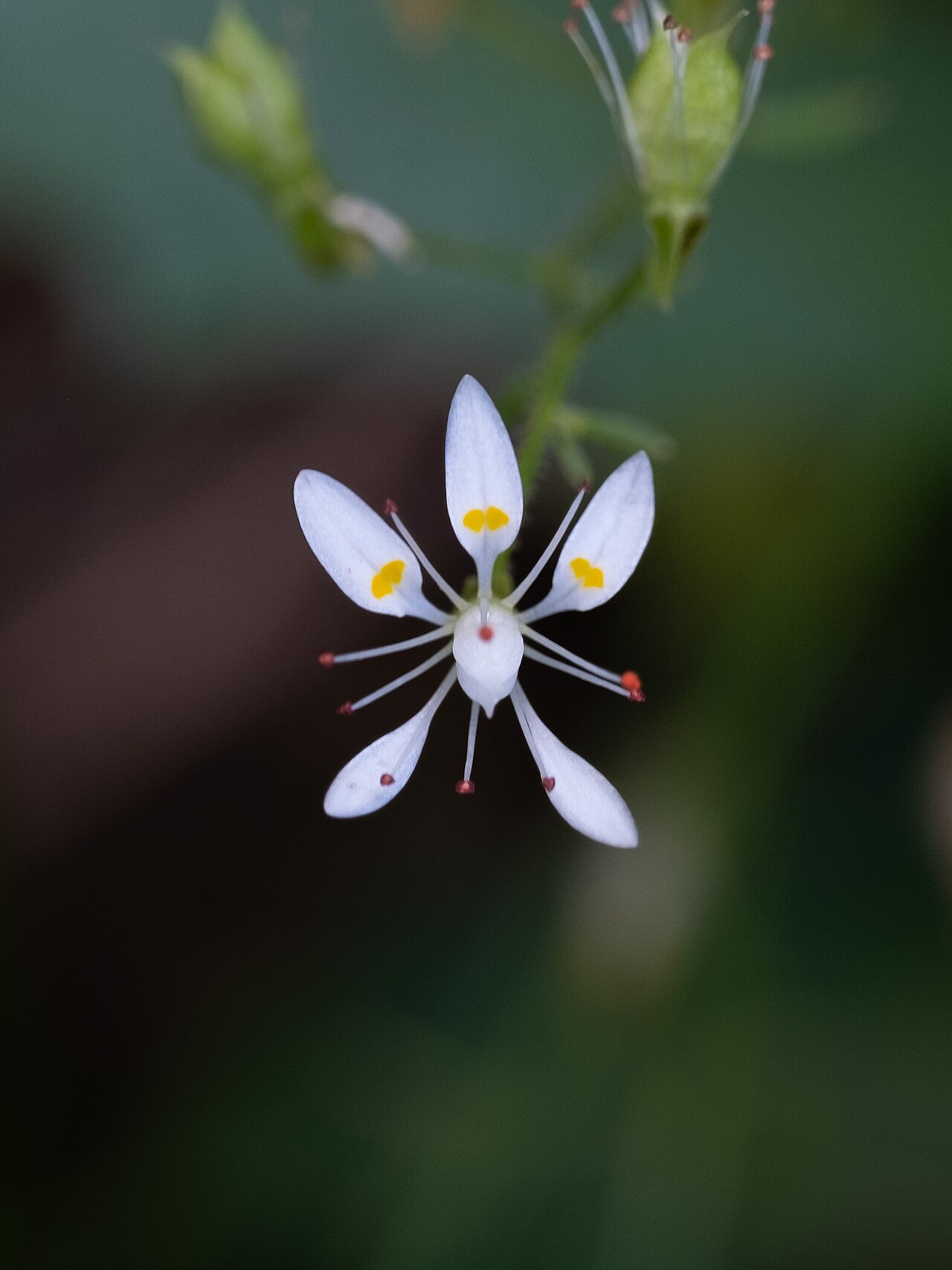 Micranthes petiolaris: Cliff Saxifrage ( Micranthes petiolaris ) in the United States