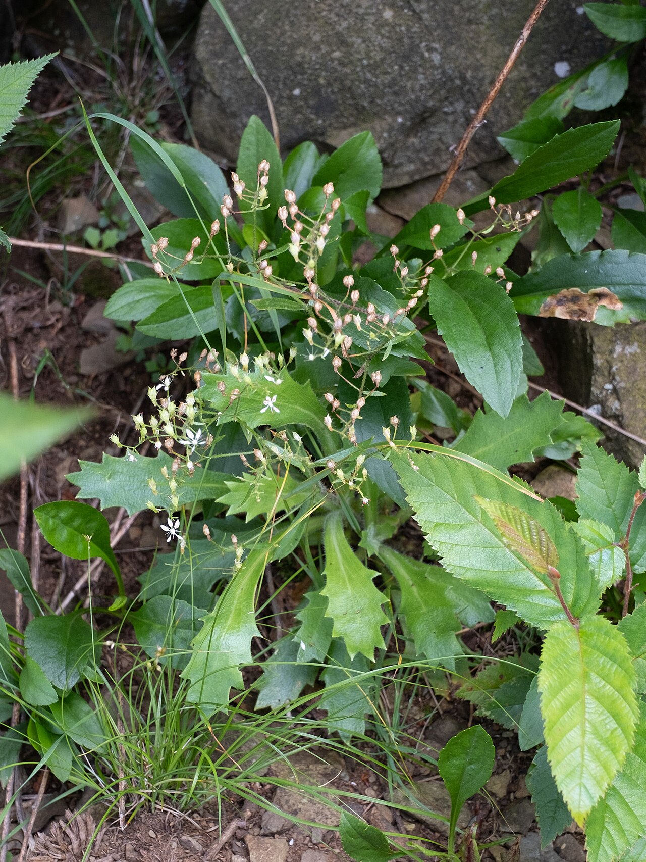 Micranthes petiolaris: Cliff Saxifrage ( Micranthes petiolaris ) in the United States