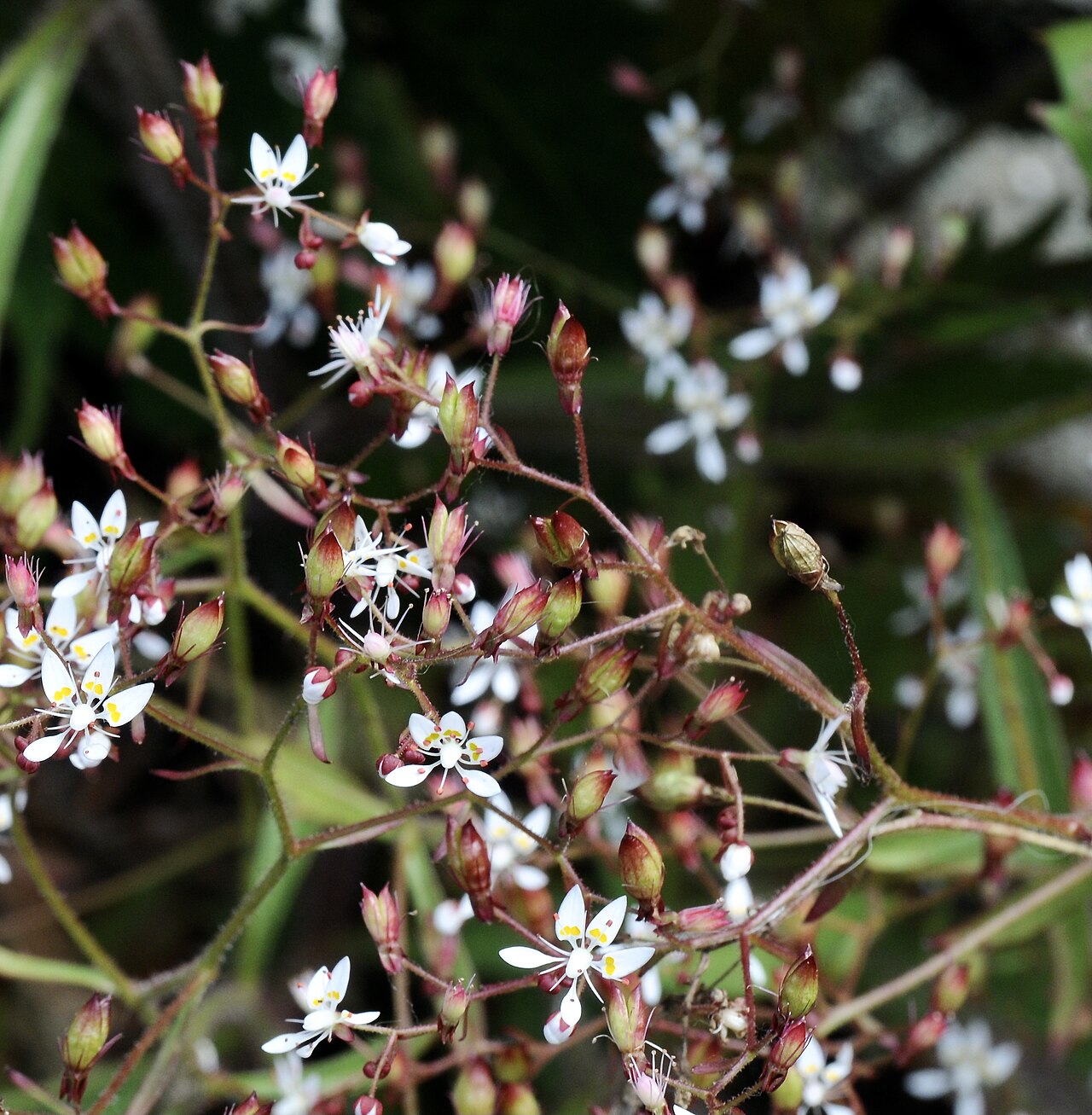 Micranthes petiolaris: Michaux's saxifrage, Mt. Mitchell, Yancey County, North Carolina, August 2021