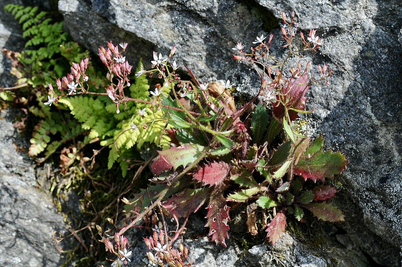 Micranthes petiolaris: Michaux's saxifrage, Mt. Mitchell, Yancey County, North Carolina, August 2021