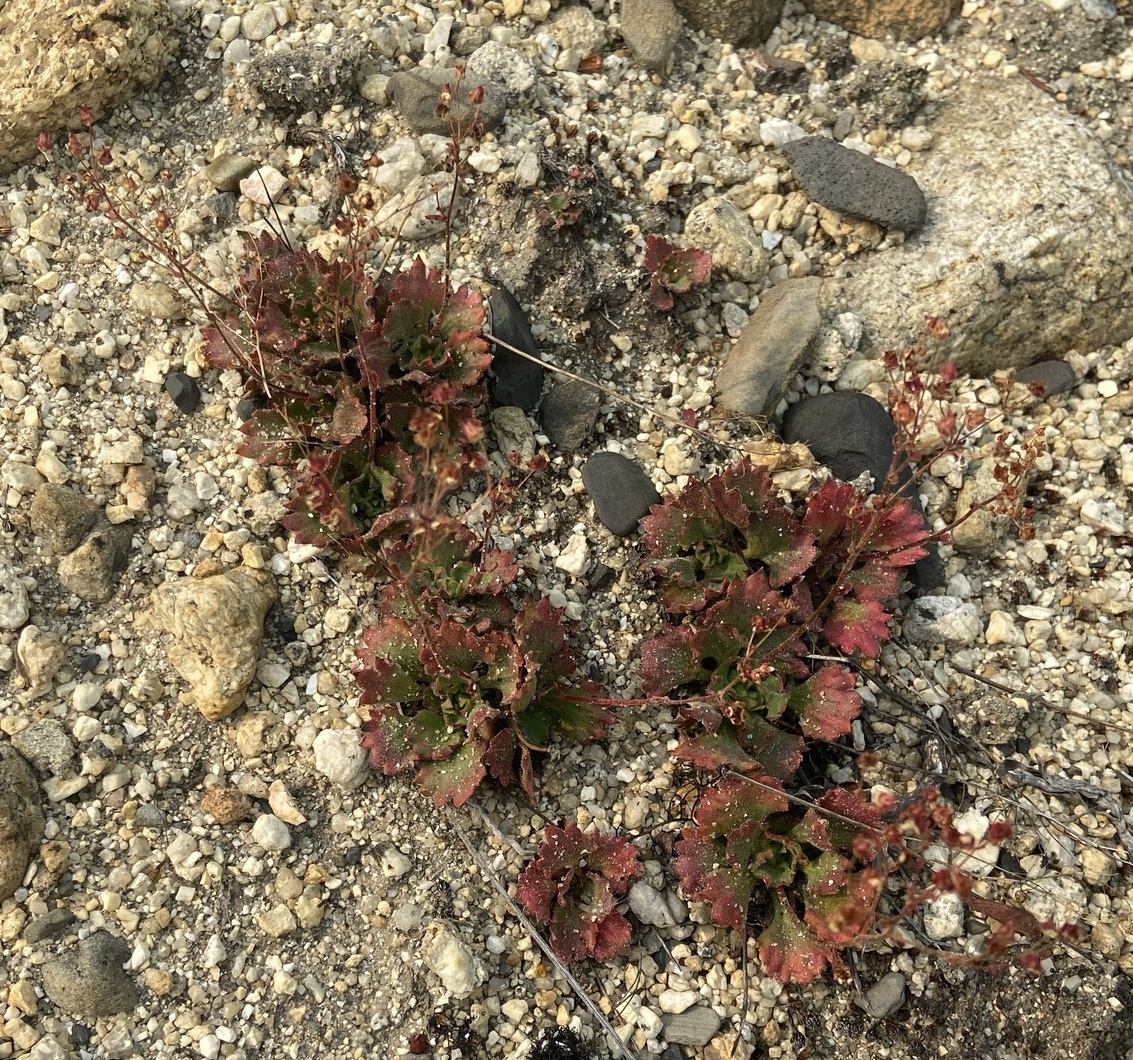 Micranthes punctata: Dotted Saxifrage