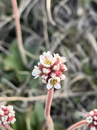 Micranthes rhomboidea (Micranthes rhomboidea)