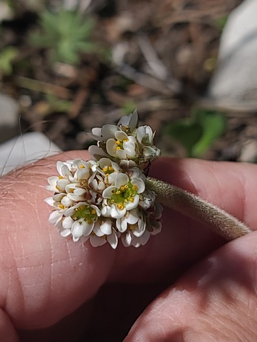 Micranthes rhomboidea (Micranthes rhomboidea)