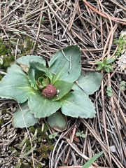 Micranthes rhomboidea (Micranthes rhomboidea)