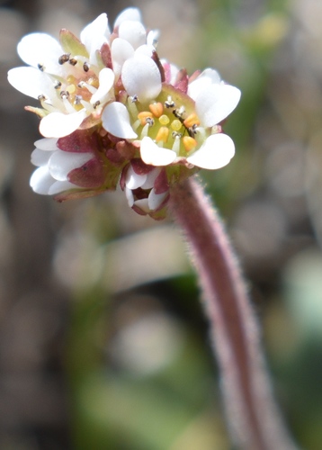 Micranthes rhomboidea (Micranthes rhomboidea)