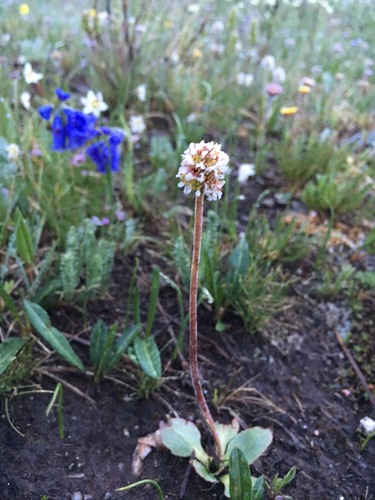 Micranthes rhomboidea (Micranthes rhomboidea)
