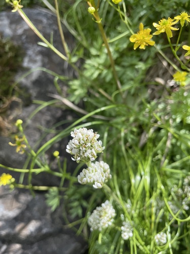 Micranthes rhomboidea (Micranthes rhomboidea)