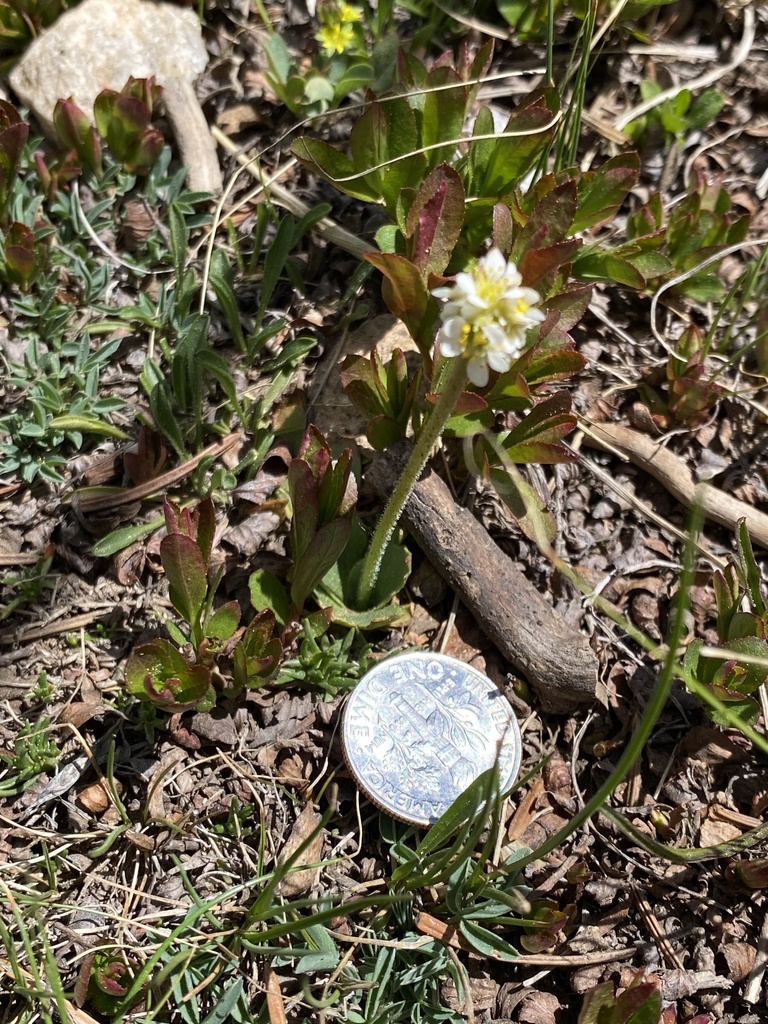 Micranthes rhomboidea (Micranthes rhomboidea)