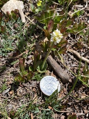 Micranthes rhomboidea (Micranthes rhomboidea)