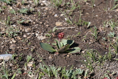 Micranthes rhomboidea (Micranthes rhomboidea)