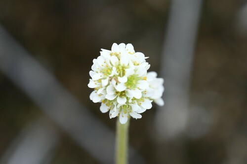 Micranthes rhomboidea (Micranthes rhomboidea)